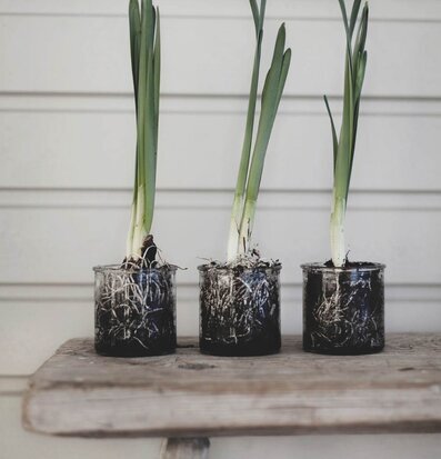 Glasburk/Lykta 0.25L från Ernst med växter på träkonsol