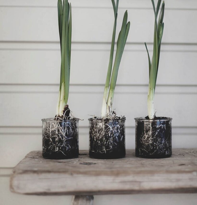 Glasburk/Lykta 0.25L från Ernst med växter på träkonsol